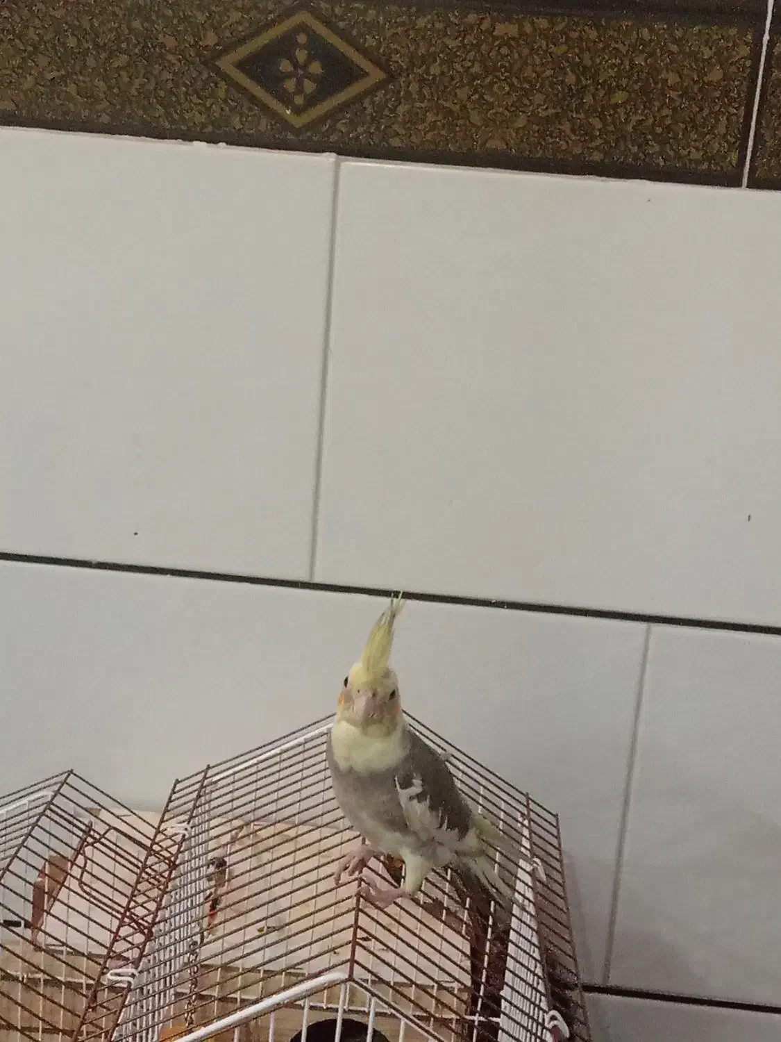 عروس هلندی|پرنده|گرمسار, |دیوار