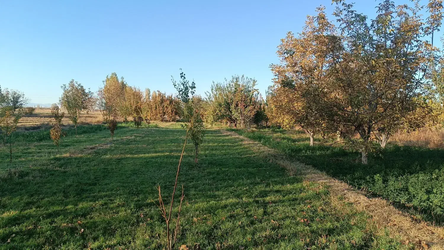 باغچه در طلاتپه|فروش دفتر صنعتی، کشاورزی، تجاری|نوشین شهر, |دیوار