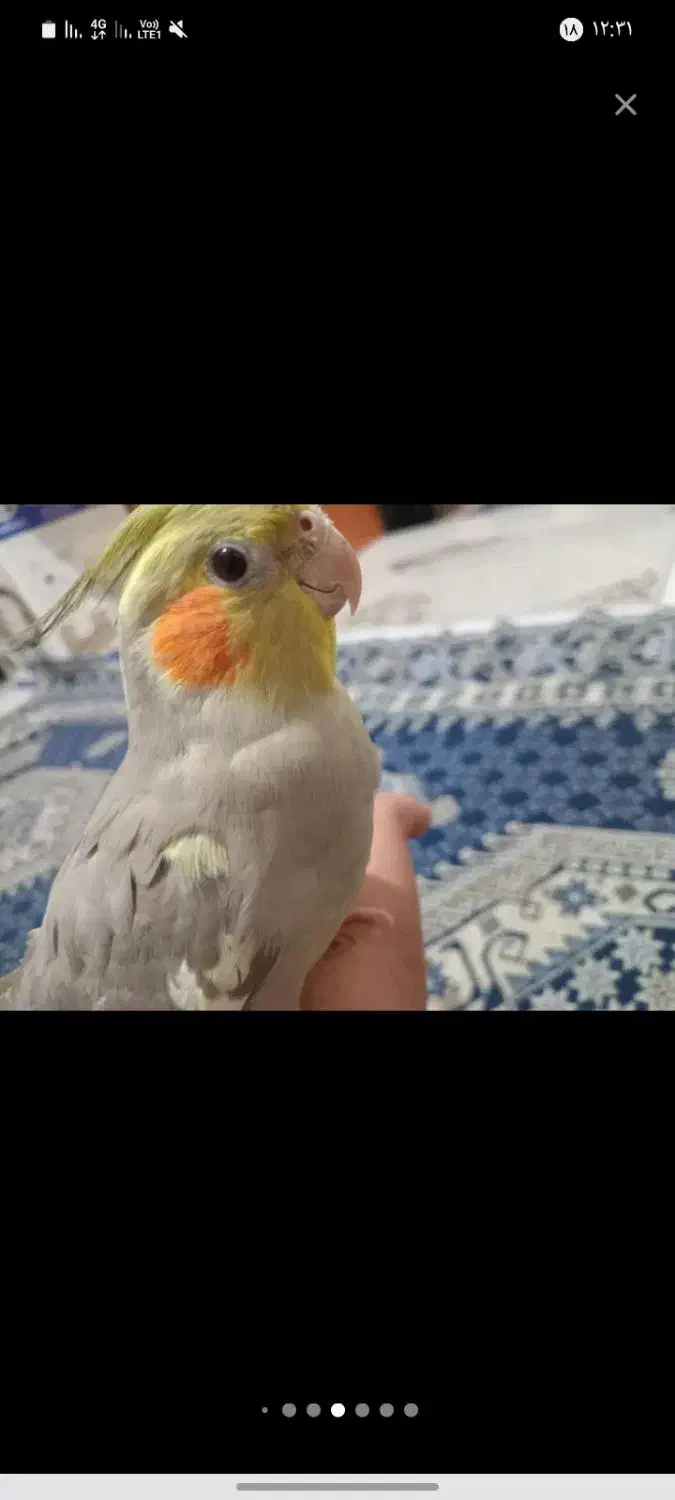 دوعددعروس هلندی بالغ ماده دستی|پرنده|تهران, مهرآباد|دیوار