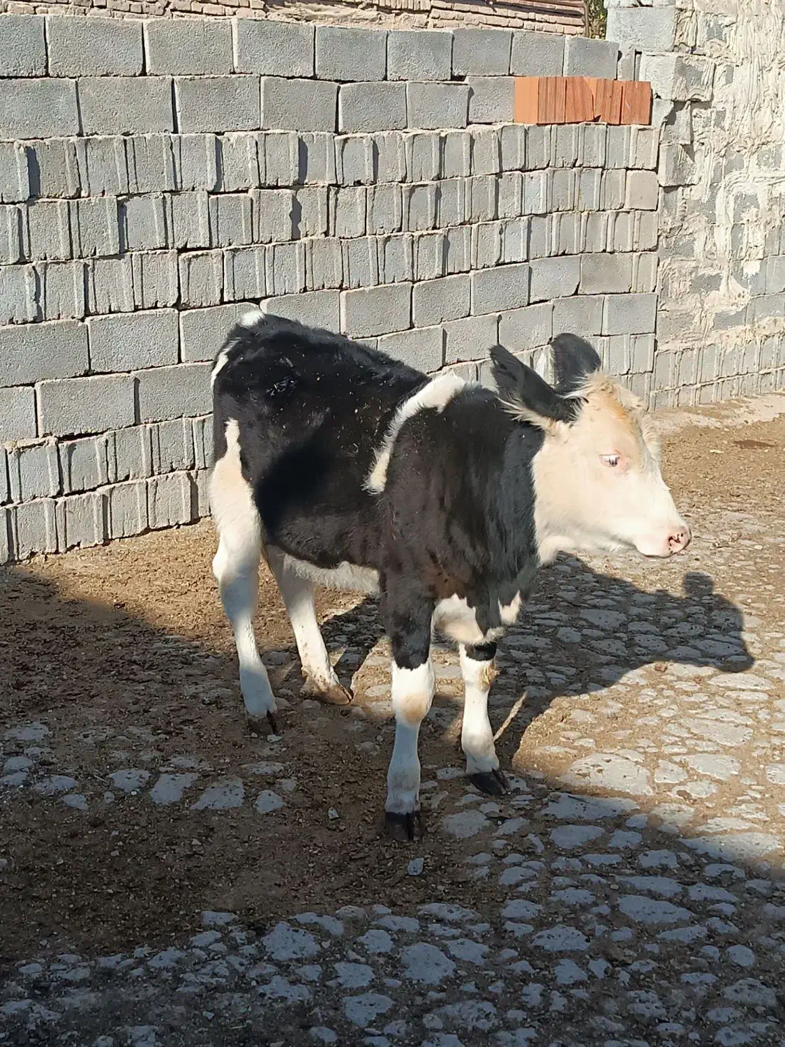 گوساله|حیوانات مزرعه|بجنورد, |دیوار