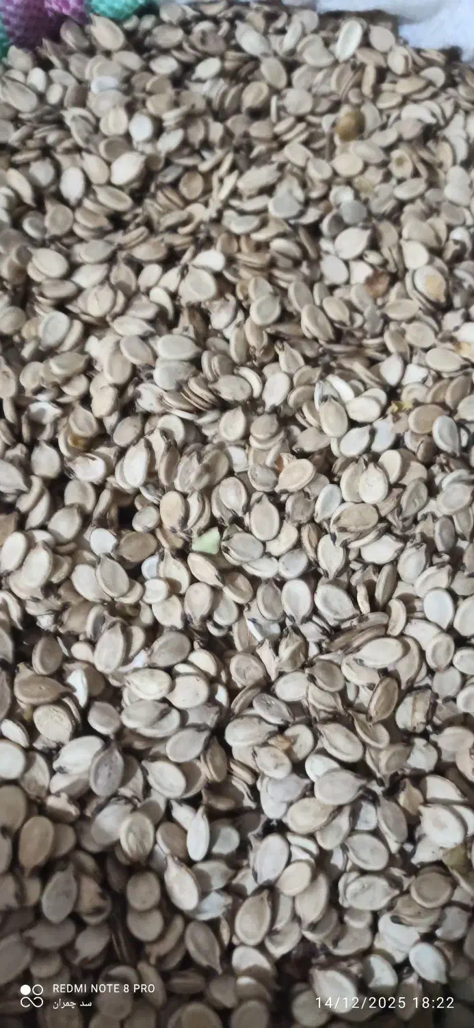 تخم هندوانه|خوردنی و آشامیدنی|کلاله, |دیوار