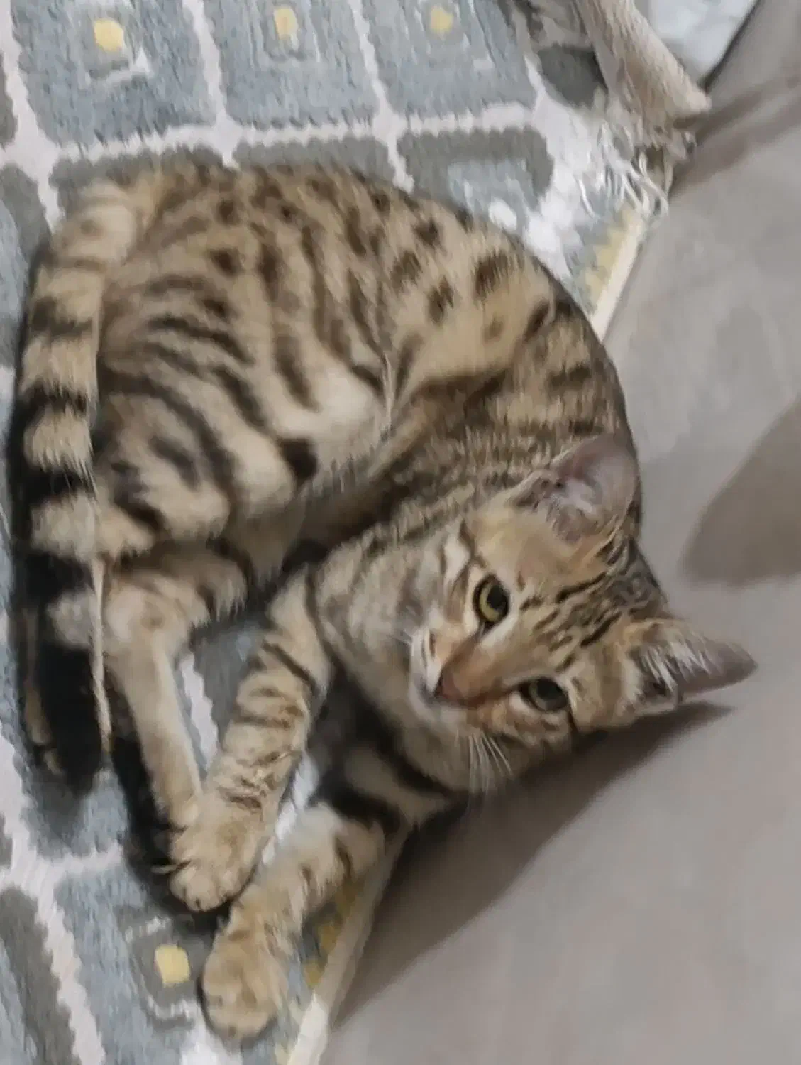 رایگان|گربه|نسیم‌شهر, |دیوار