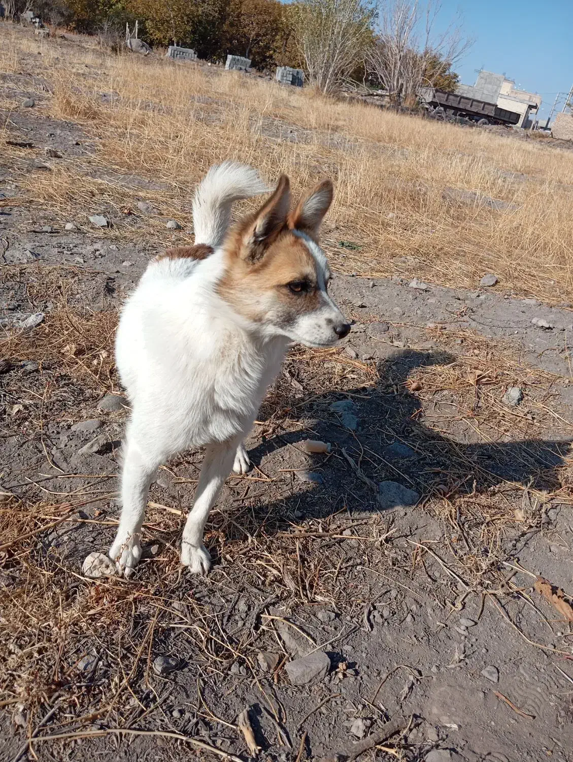 توله|سگ|سراب, |دیوار