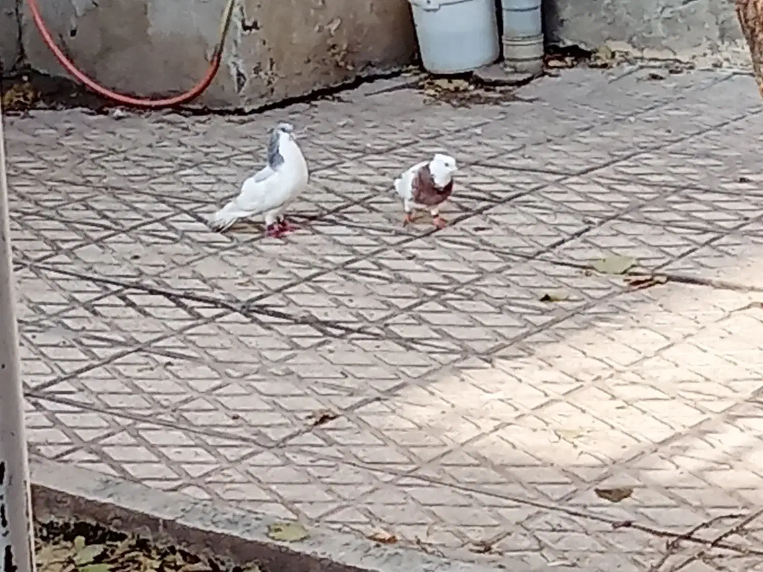 کبوتر گمشده مژدگانی دارد|حیوانات|الوند, |دیوار