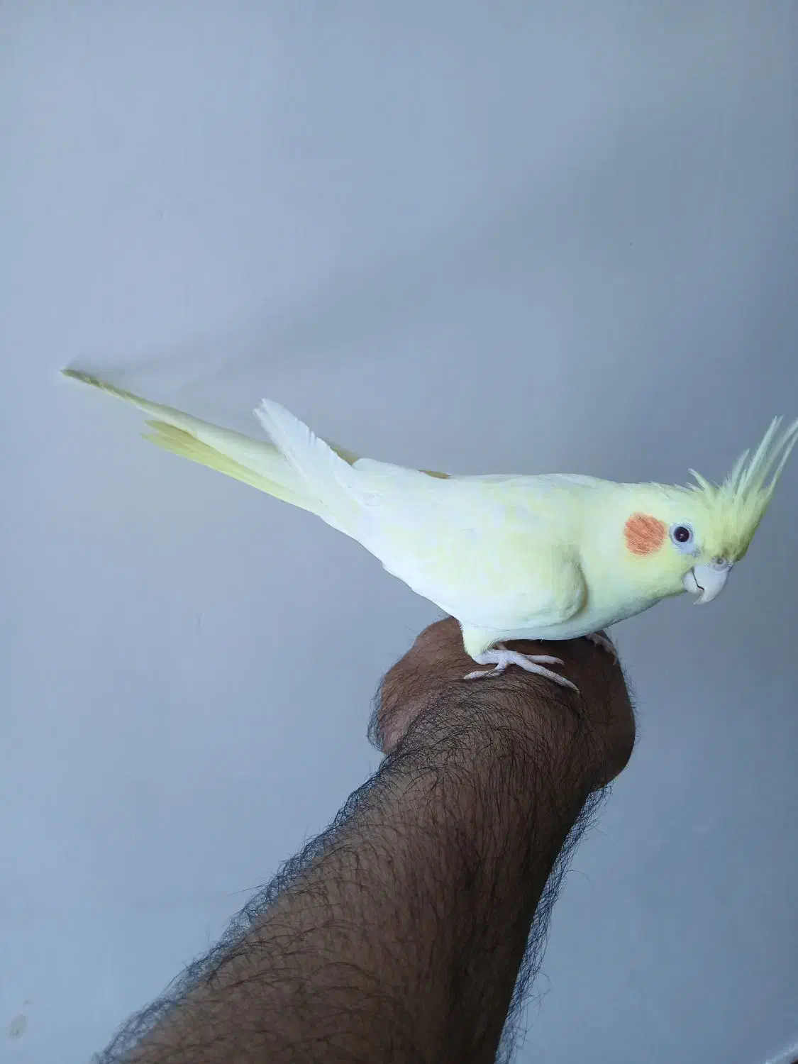 عروس هلندی|پرنده|خرمشهر, |دیوار