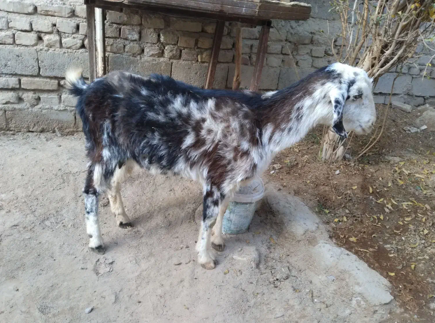 بز آبستن قیمت پایین فقط۷۵۰۰+ بره نر و ماده|حیوانات مزرعه|زابل, |دیوار