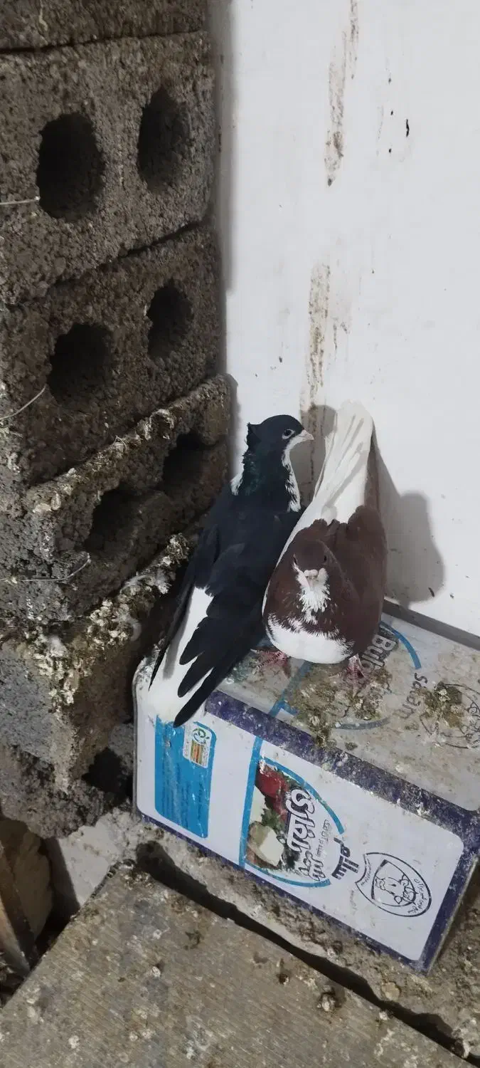 کبوتر خوشرنگ|پرنده|فولادشهر, سایت صنعتی کاوه|دیوار