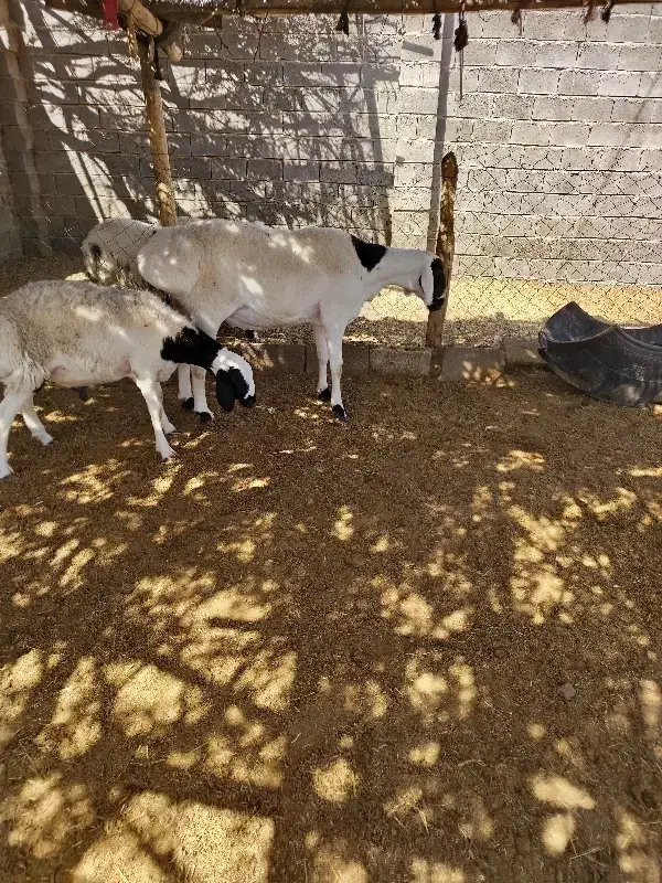 شیشک قوچ|حیوانات مزرعه|چاهک, |دیوار