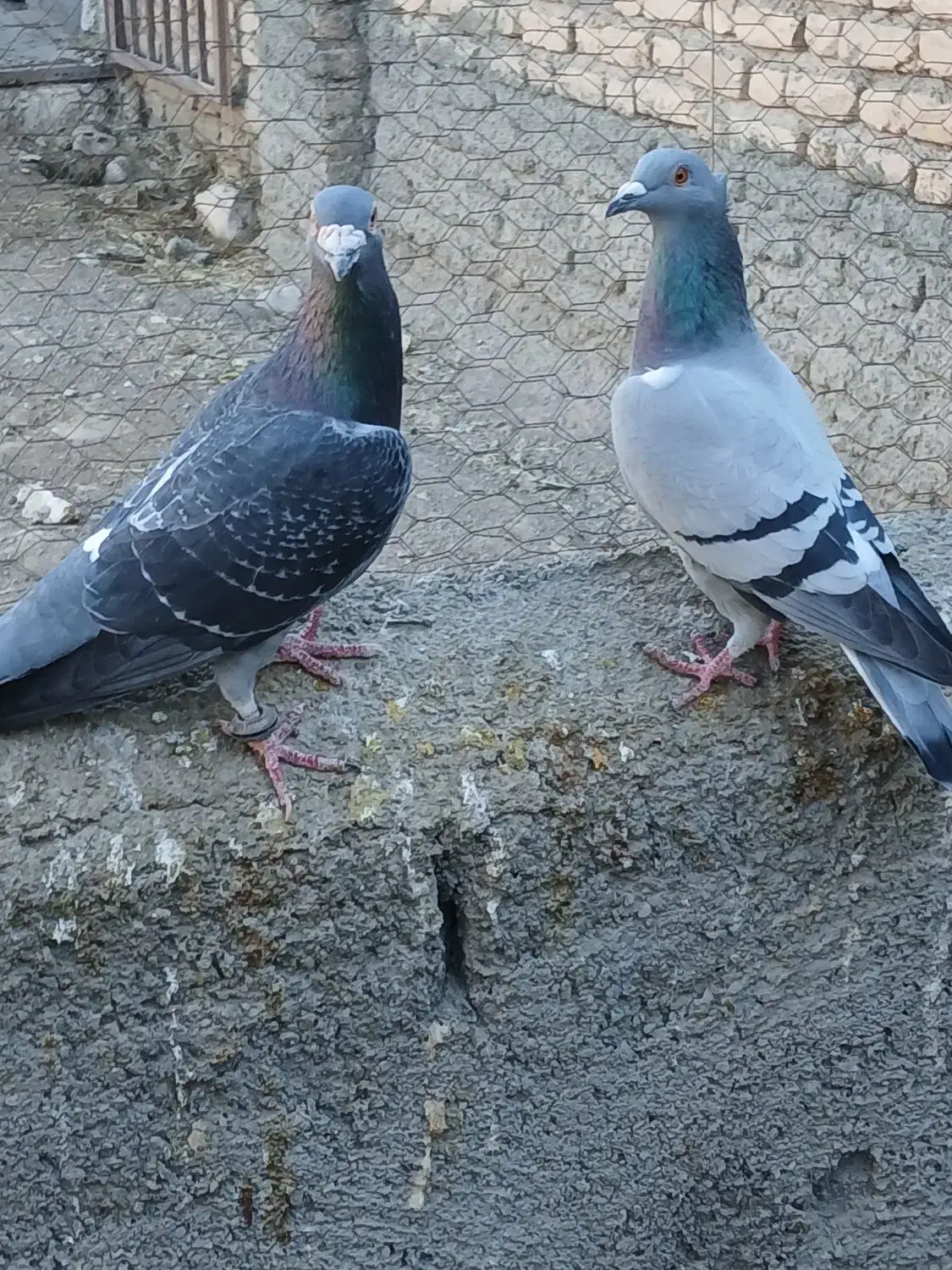 دوجفت کبوترالمانی|پرنده|نیمبلوک, |دیوار