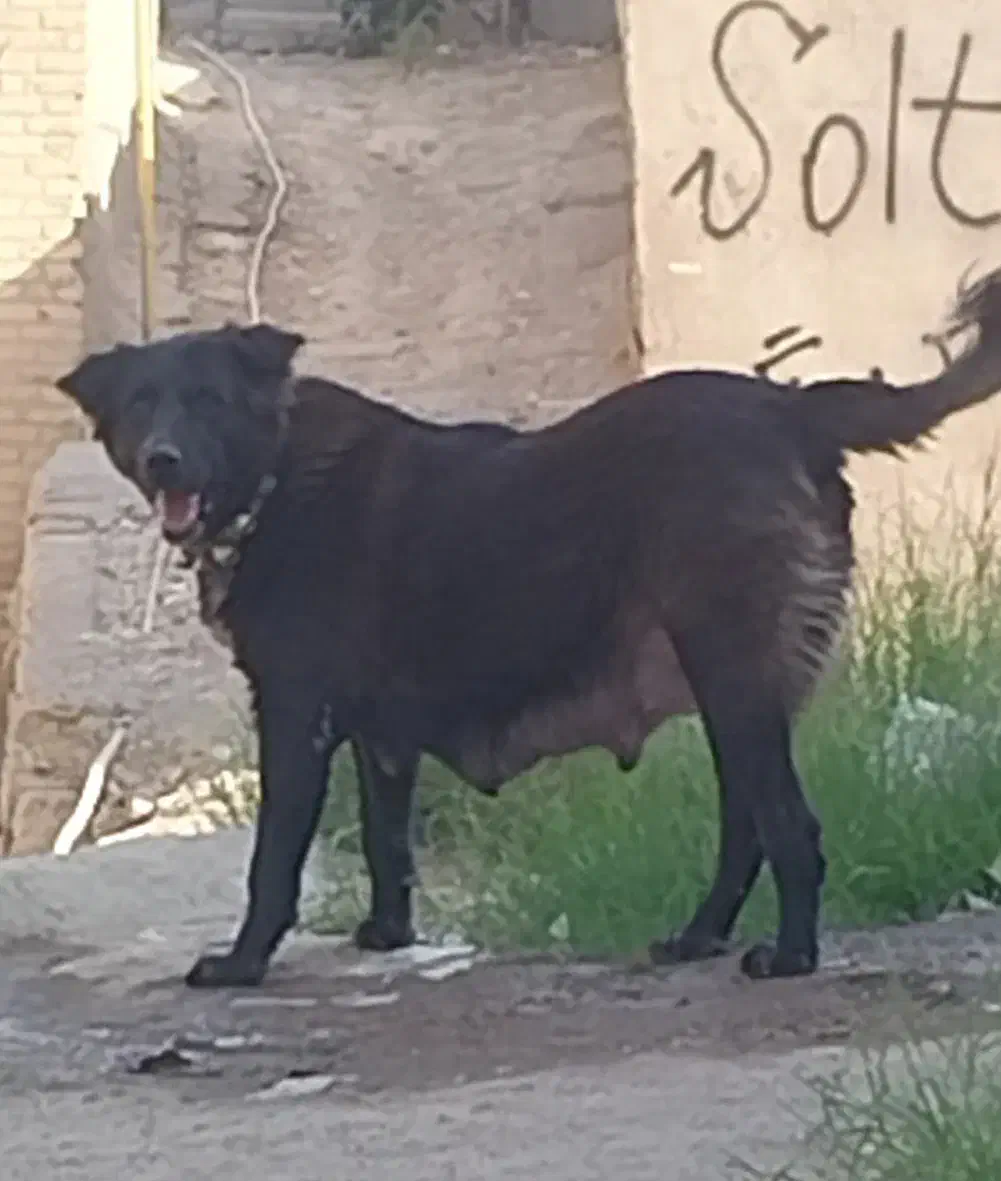 ماده قدرجونی|سگ|اهواز, کوی رمضان|دیوار