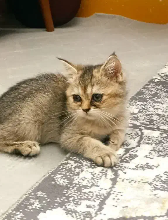 گربه جفت|گربه|اراک, |دیوار