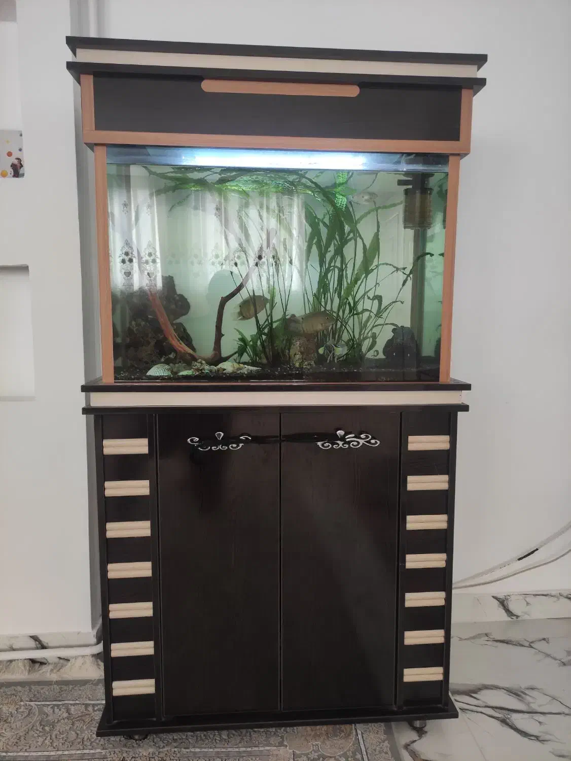 آکواریوم|ماهی|نوشین شهر, |دیوار