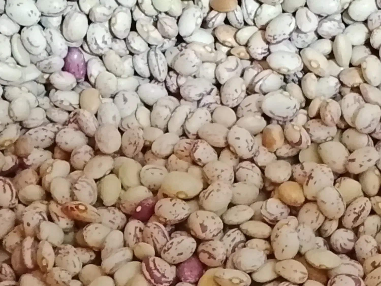 لوبیا چیتی|خوردنی و آشامیدنی|شاهین‌شهر, شهرک گلدیس|دیوار