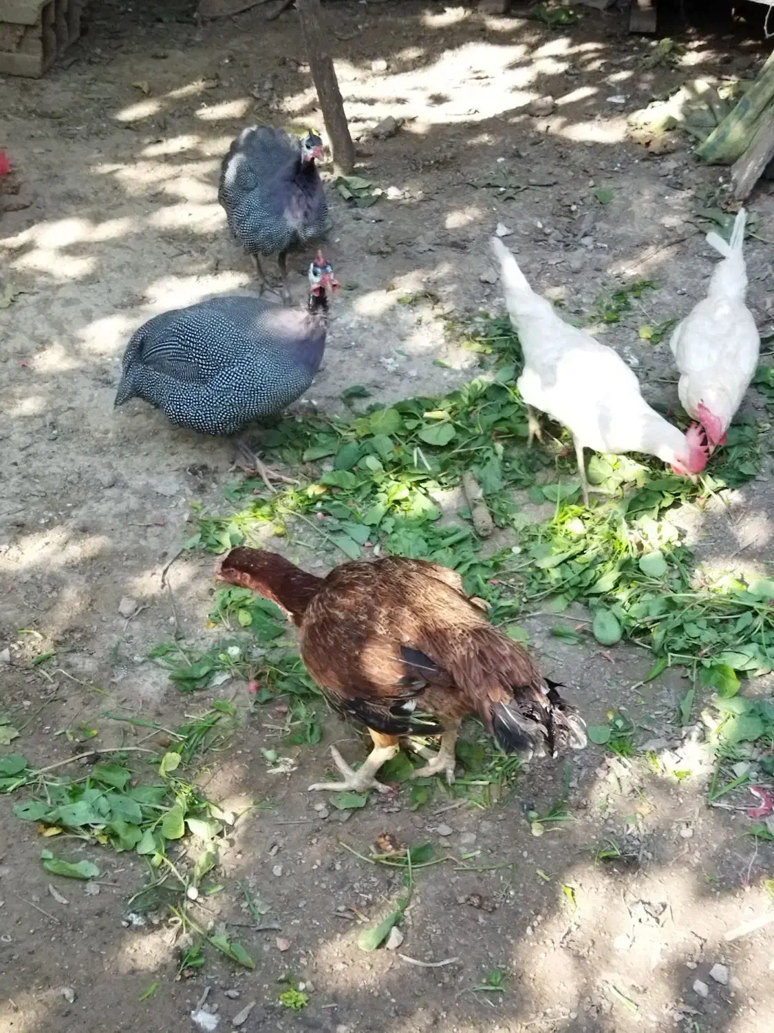 اوردک مرغ شاخدار با یه مرغ لاری تخم کن|حیوانات مزرعه|مینودشت, |دیوار