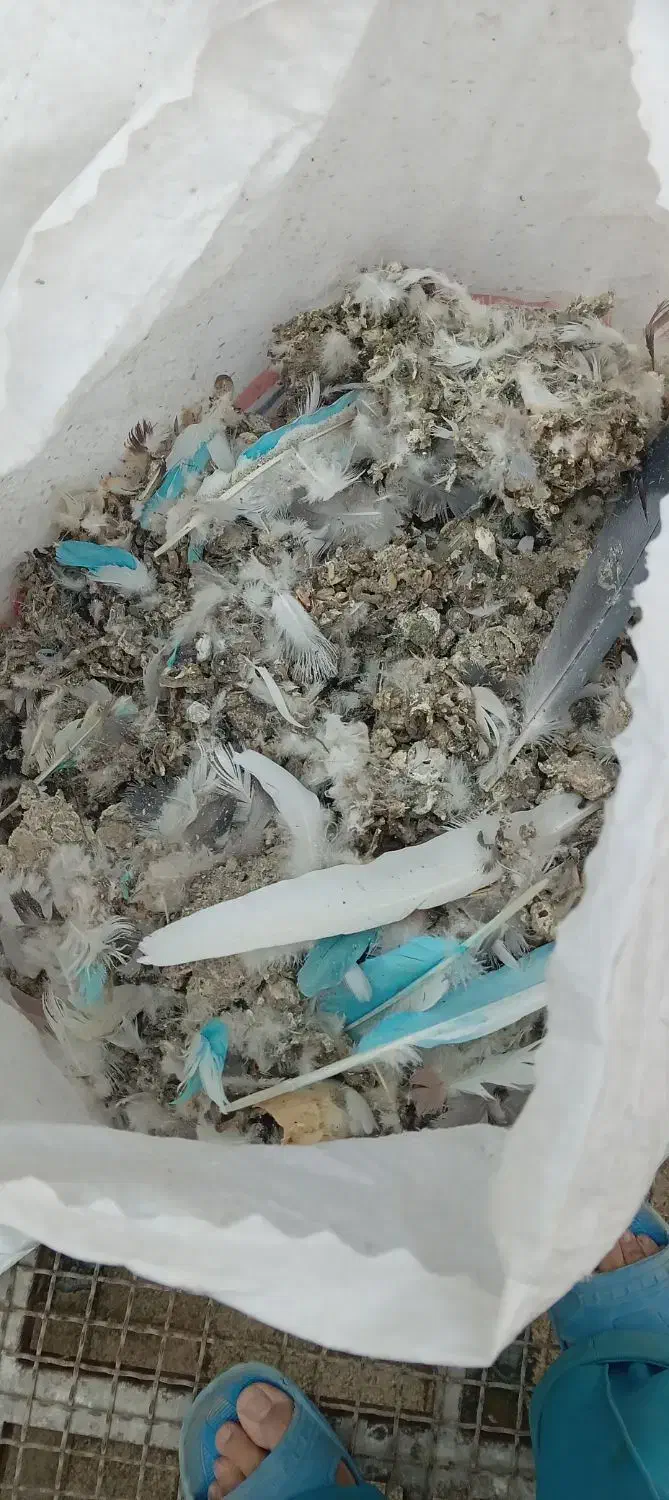 کود کفتر|خدمات باغبانی و درختکاری|مشکین‌دشت, |دیوار