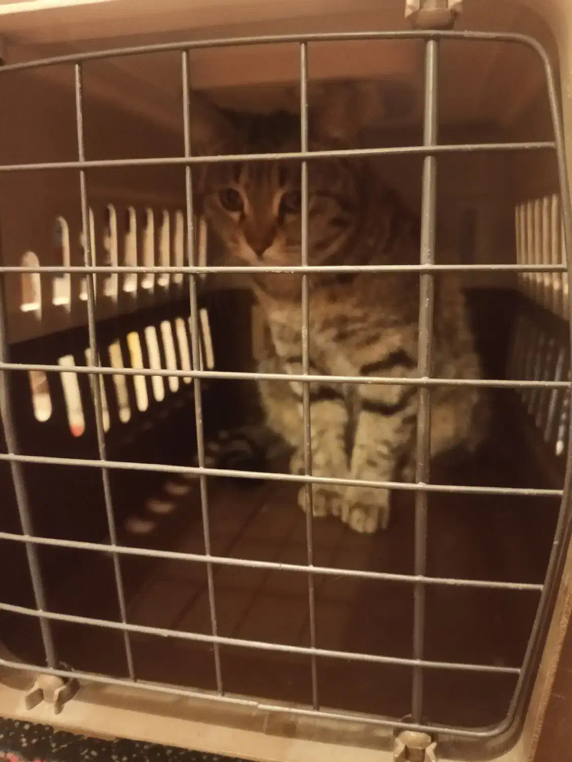 گربه|گربه|شیراز, آبیاری|دیوار