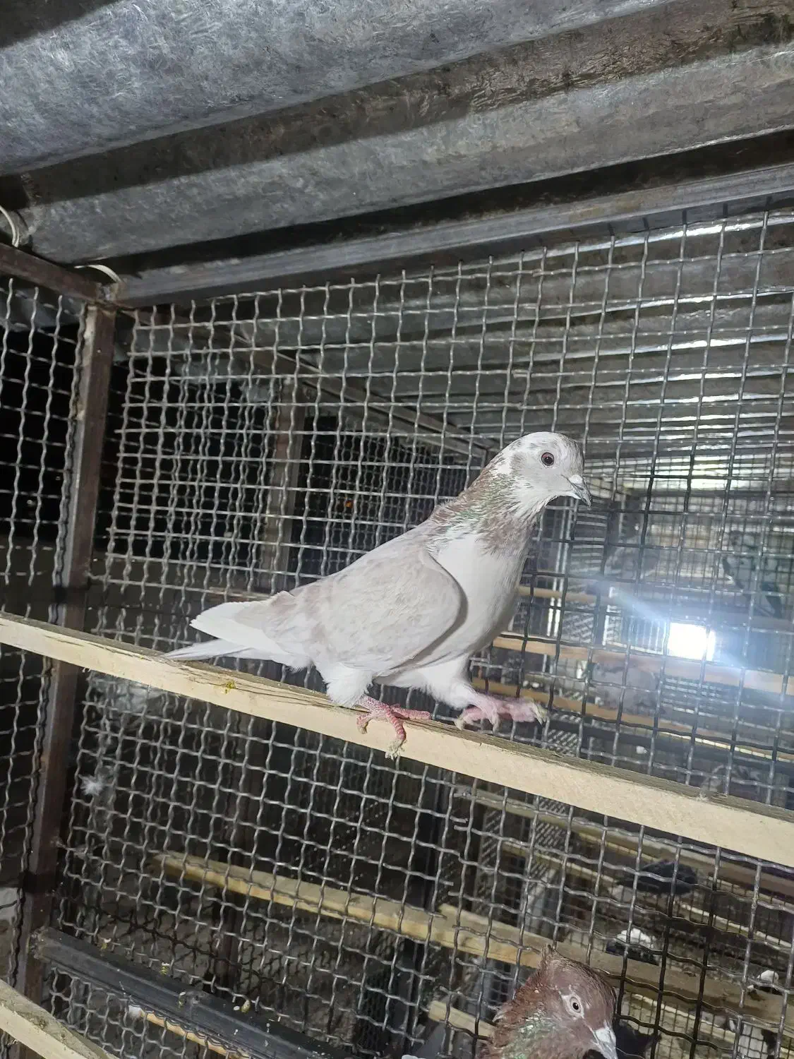 کبوتر پرشی عالی|پرنده|تهران, طیب|دیوار