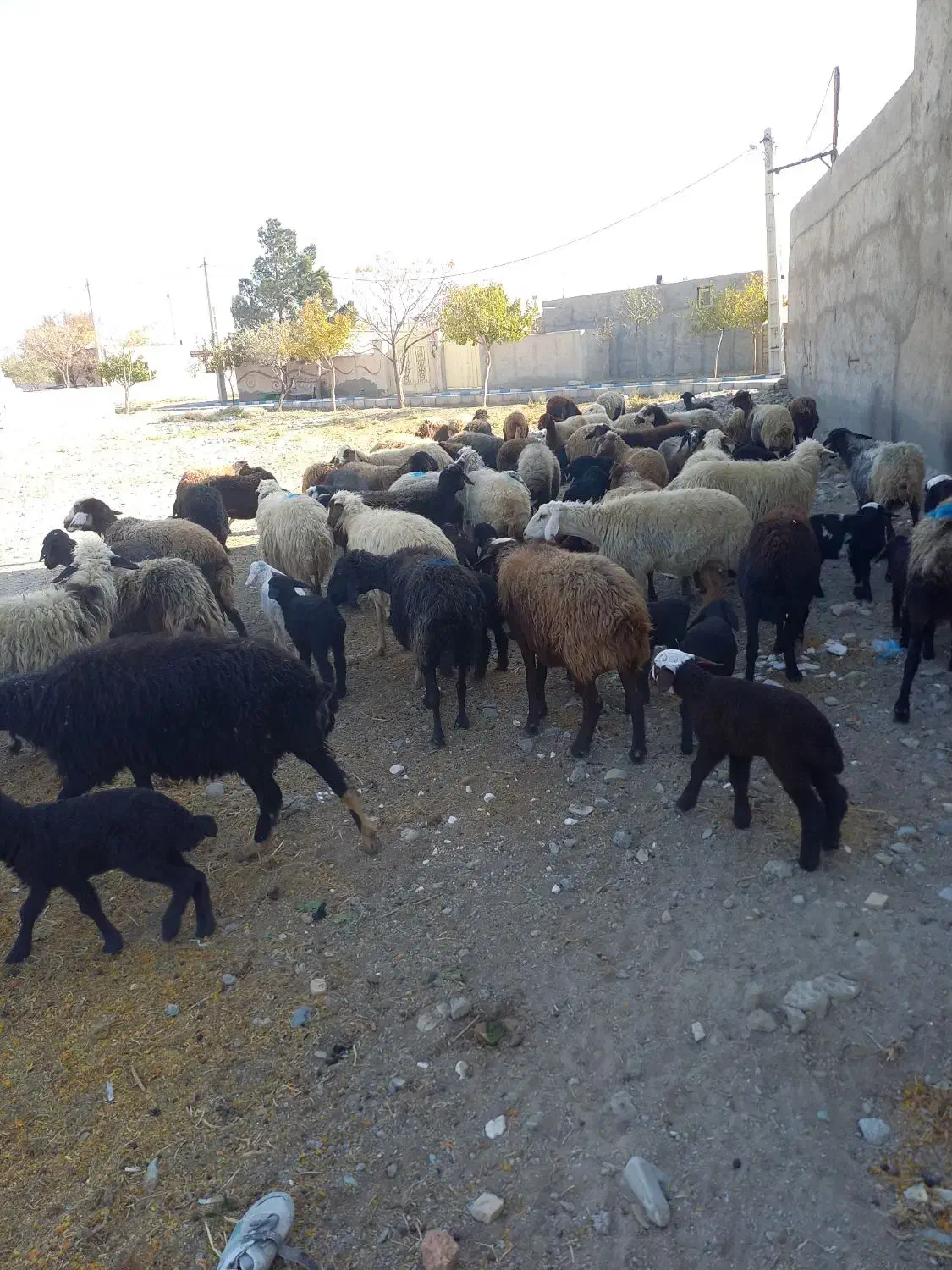 ۵۶راس میش کرد افشار|حیوانات مزرعه|آفتاب, |دیوار