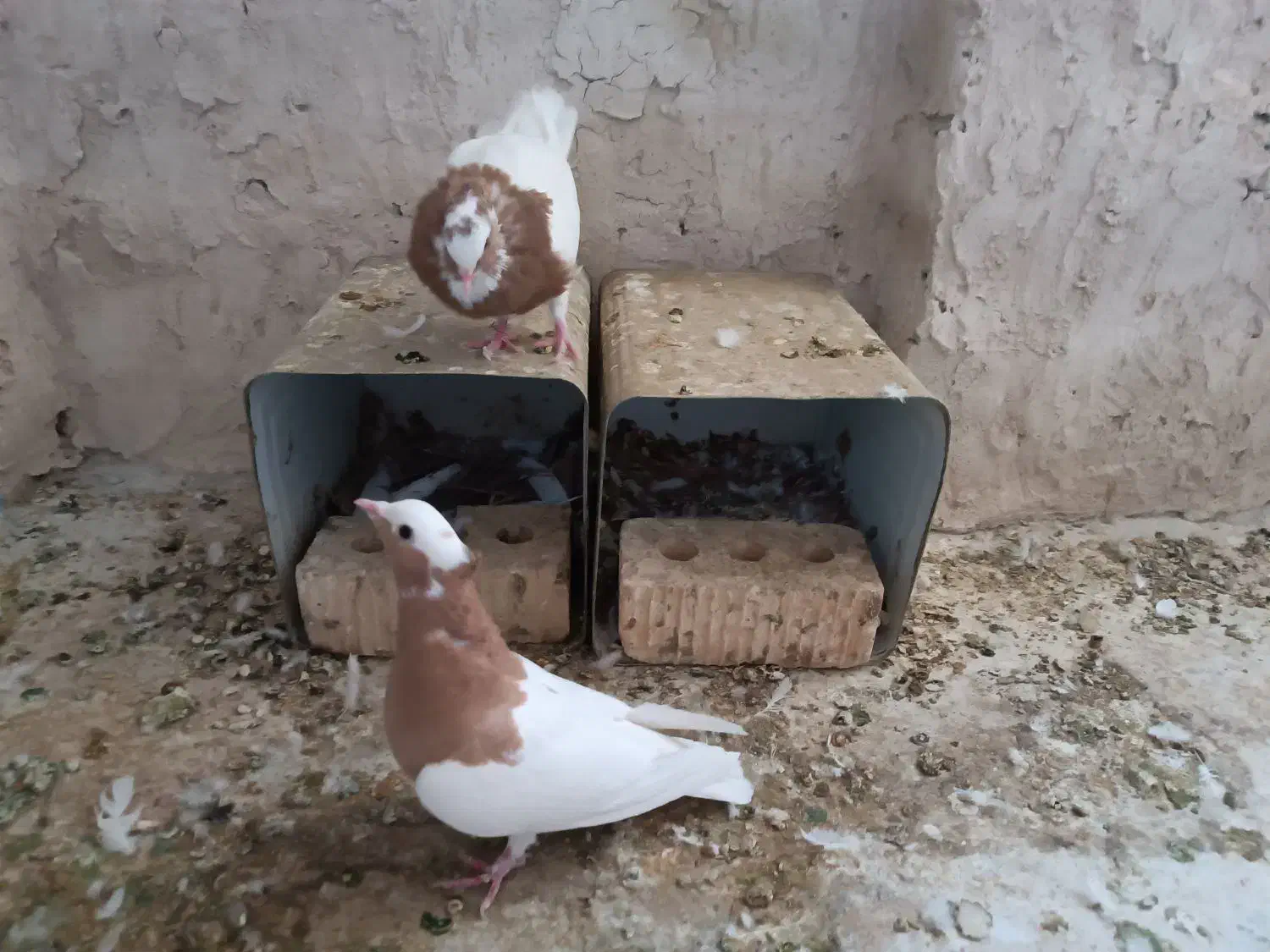 جفت طوقی طوق زرد|پرنده|شیراز, امام حسین|دیوار