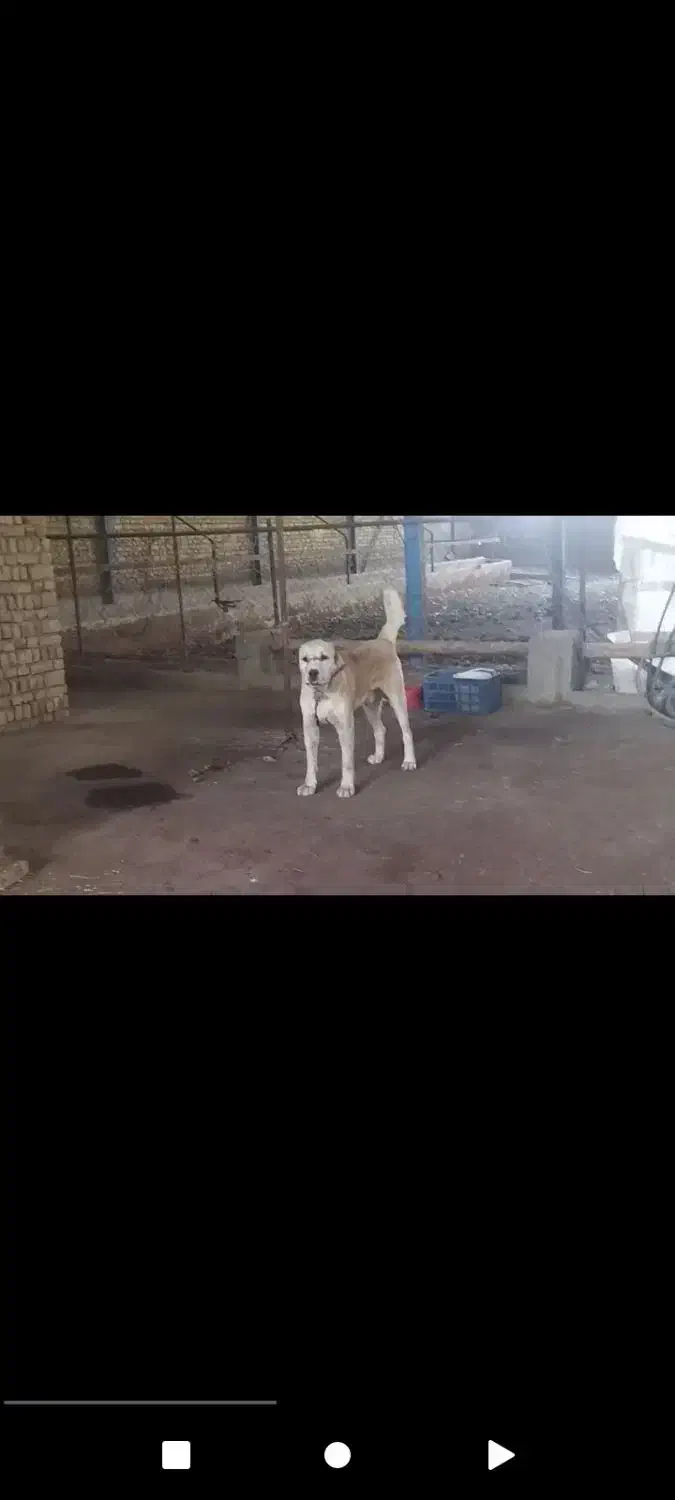 فروش سگ|سگ|گلبهار, شهر جدید گلبهار|دیوار