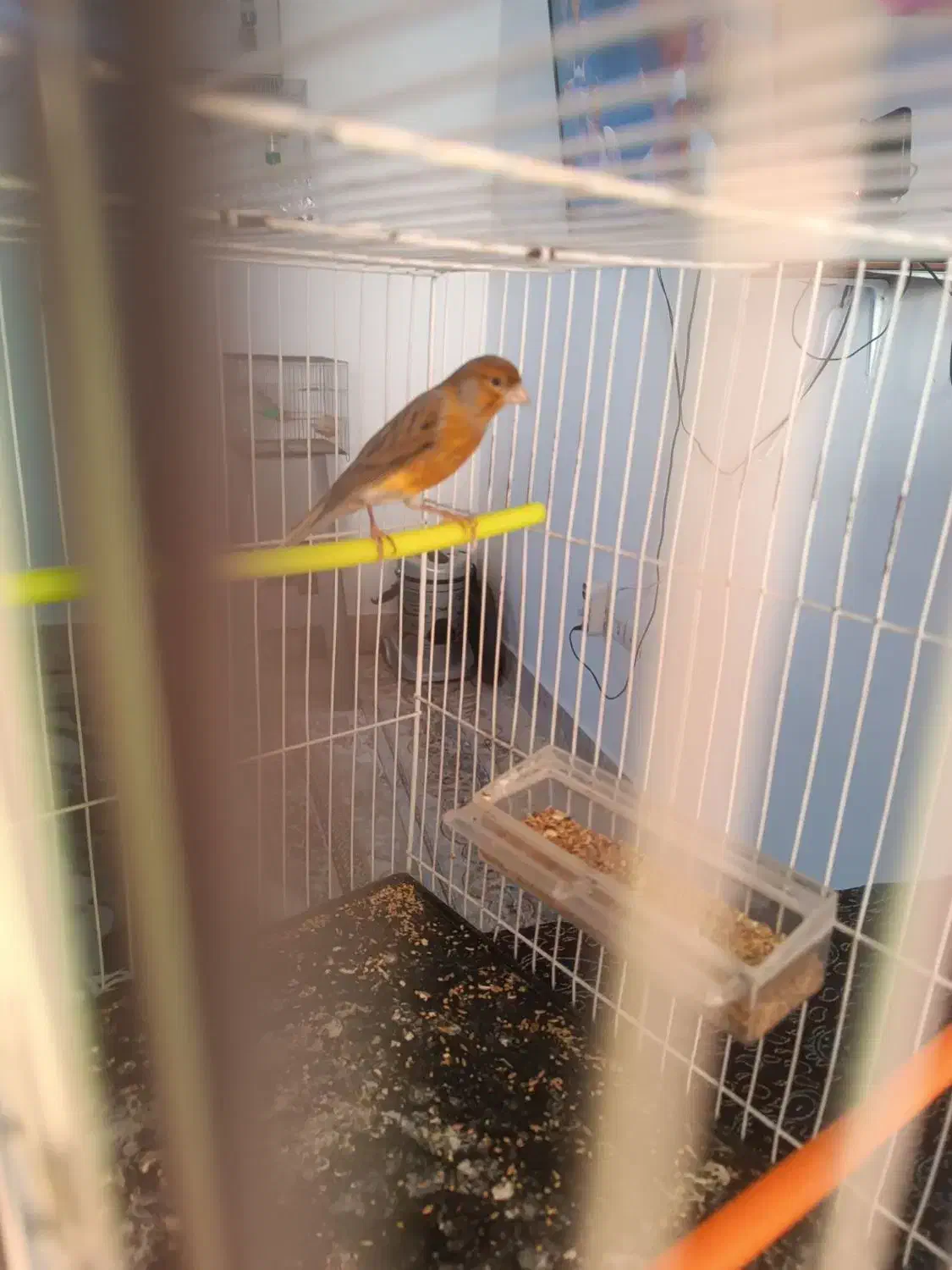 قناری دارچین و سهره چار گل|پرنده|مشهد, سجادیه|دیوار