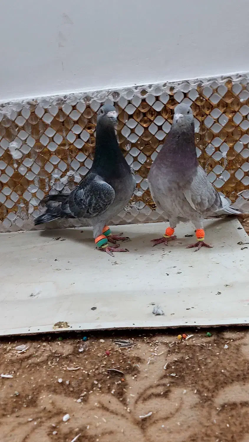 کبودر|پرنده|مشهد, انصار|دیوار