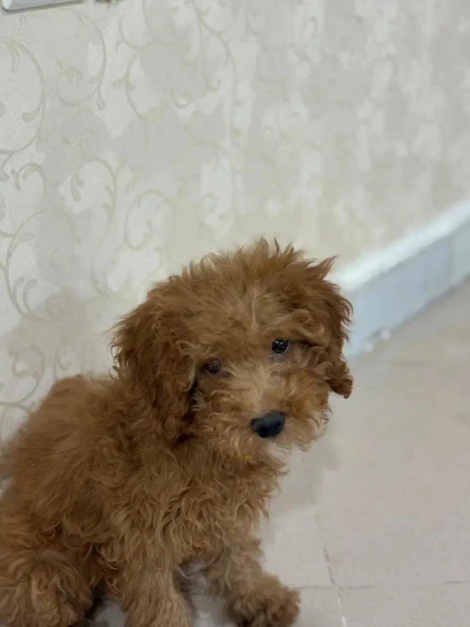 پودل نر|سگ|مشهد, کوثر|دیوار