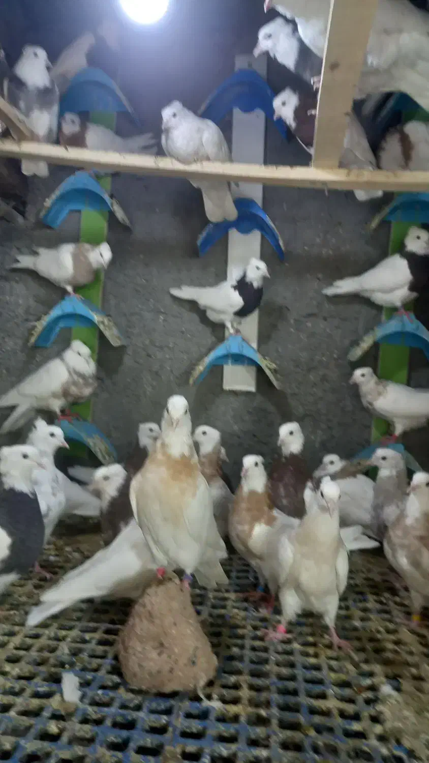 کفتر طوقی|پرنده|فردیس, فردیس|دیوار