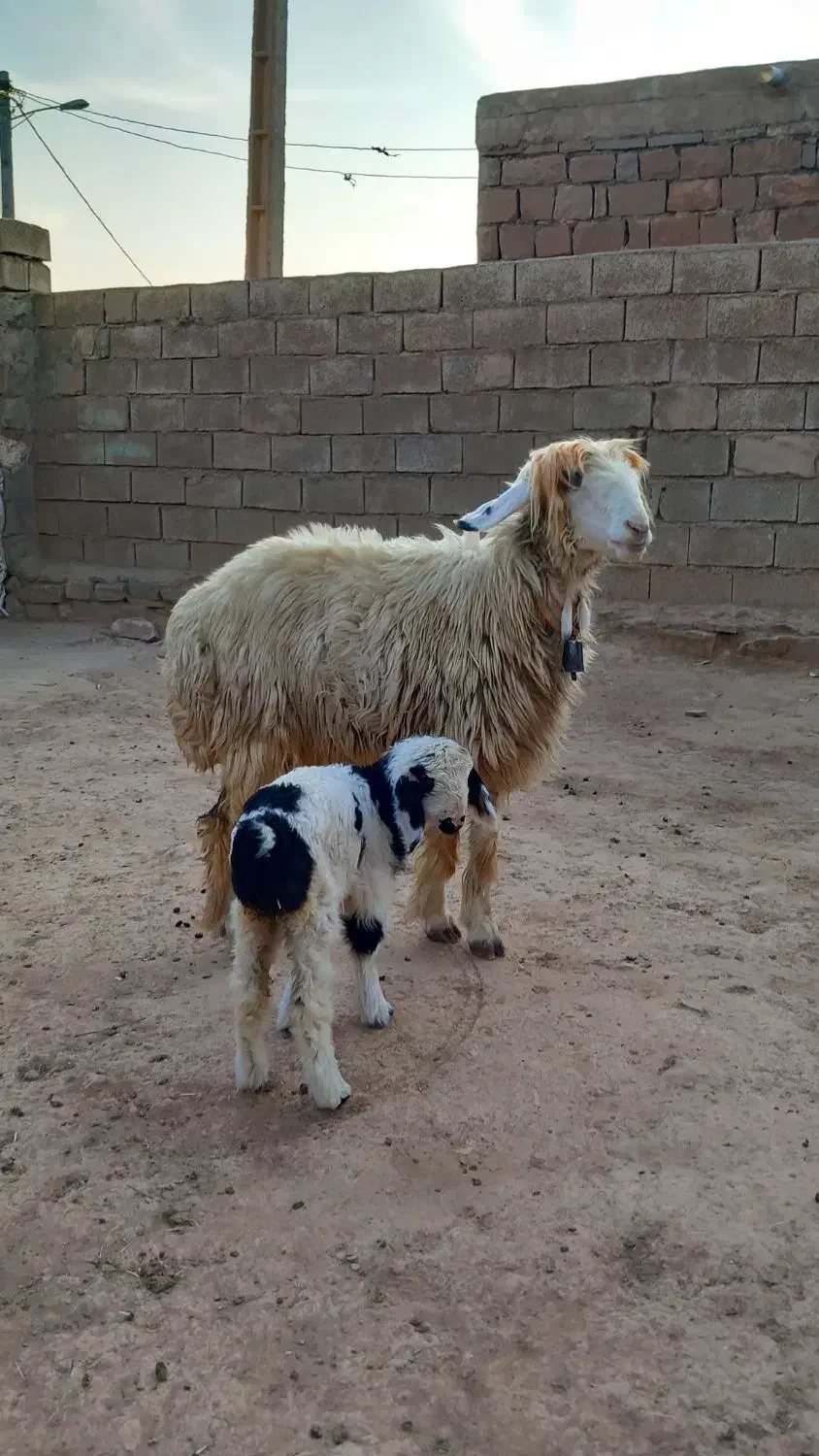 شیشک زایده|حیوانات مزرعه|مسجد سلیمان, |دیوار