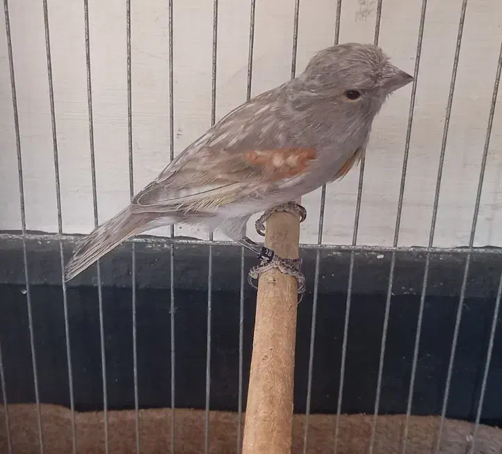 قناری|پرنده|کرمان, |دیوار