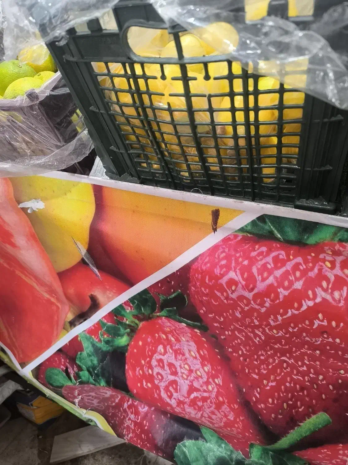 میوه فروشی|فروشگاه و مغازه|سیرجان, |دیوار