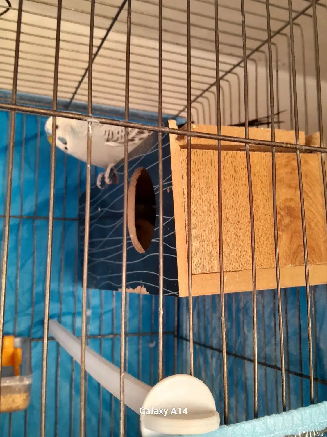 مرغ عشق|پرنده|بروجن, |دیوار