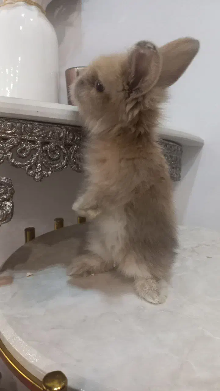 خرگوش لوپ|موش و خرگوش|اراک, |دیوار