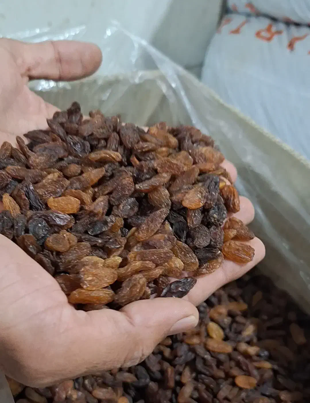 خرید و فروش کشمش آفتابی|عمده‌فروشی|کاشمر, |دیوار