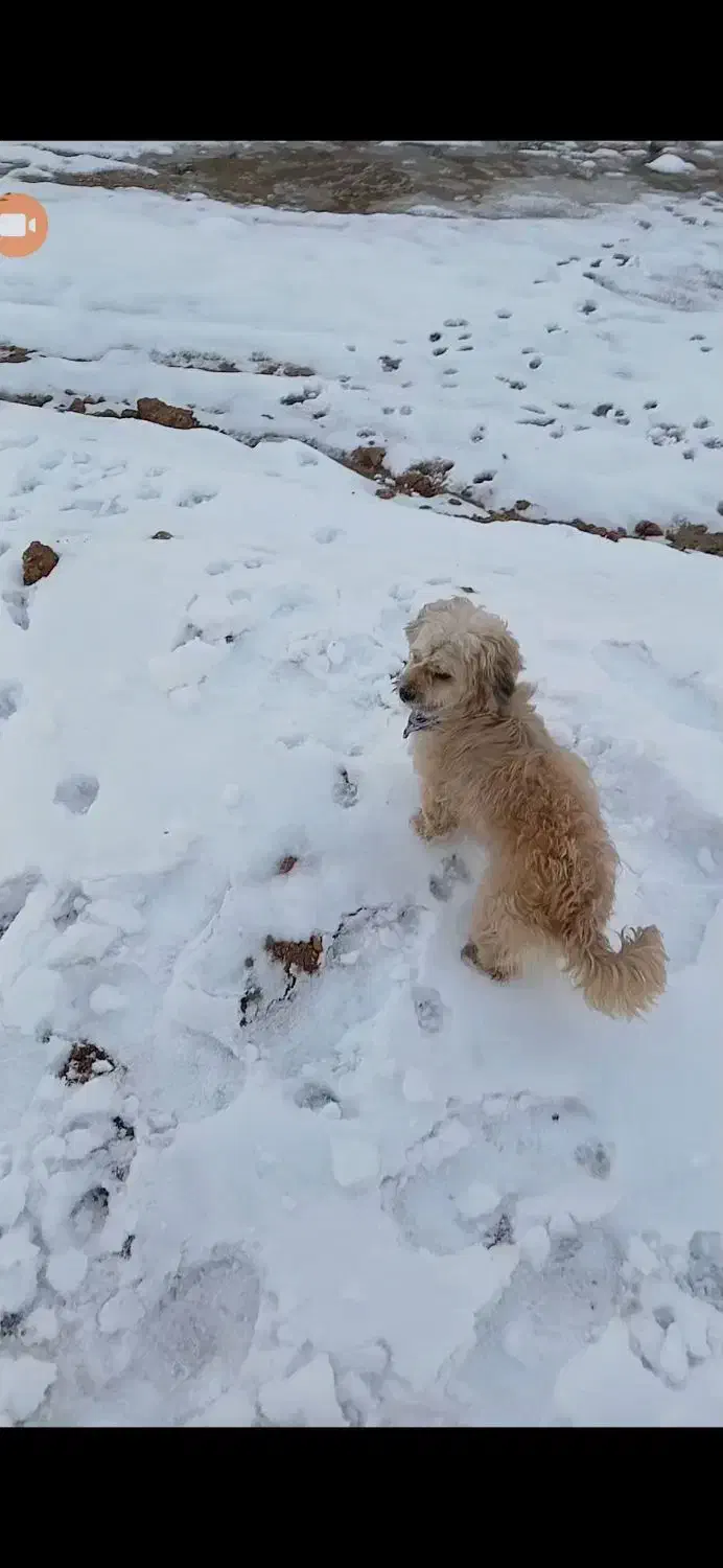 گمشده سگ|حیوانات|اصفهان, بهارستان|دیوار