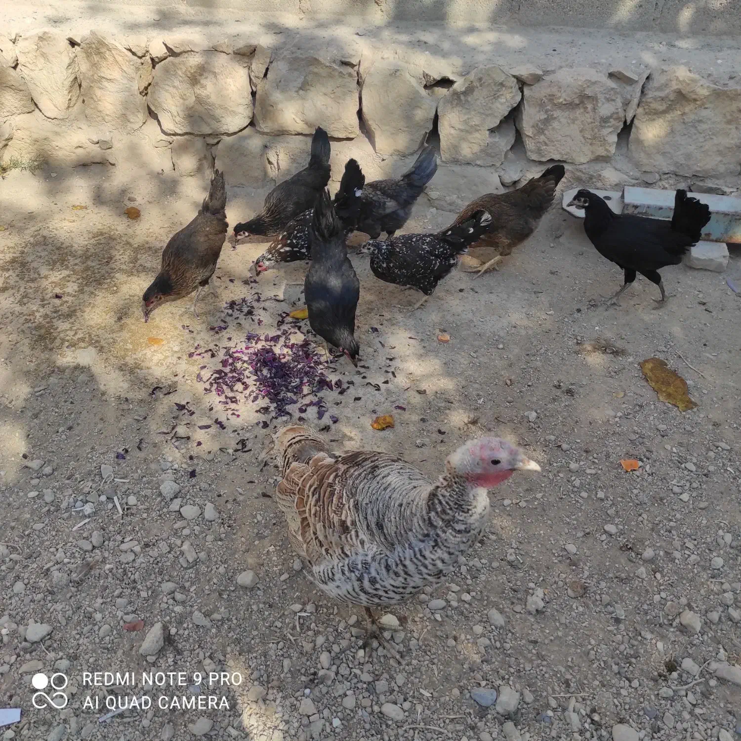 بوقلمون ماده|پرنده|زرین دشت (فارس), |دیوار