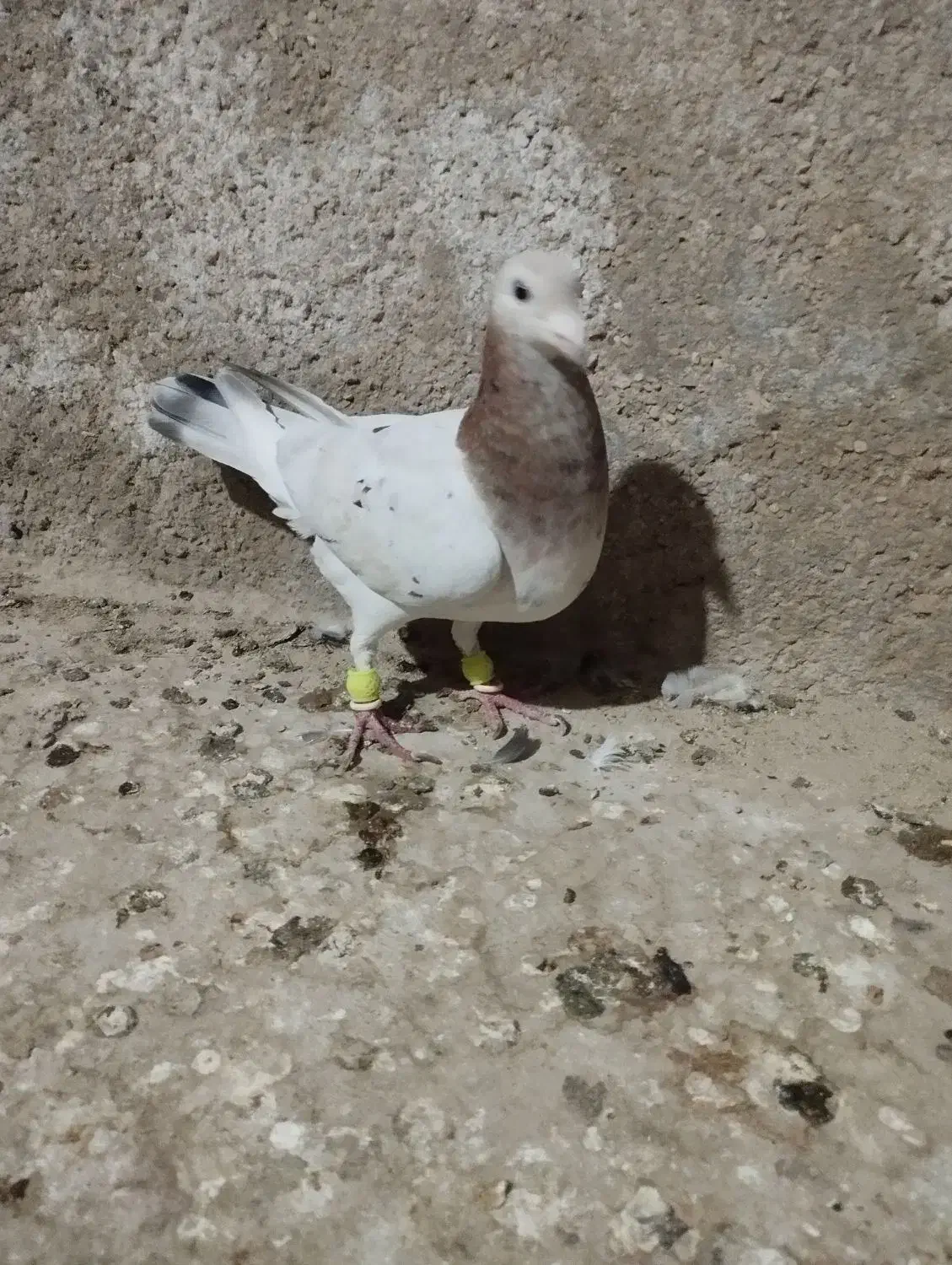 کبوتر|پرنده|برازجان, |دیوار