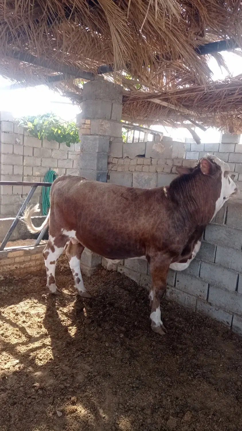 نرگاو سیمینتال|حیوانات مزرعه|بافق, |دیوار