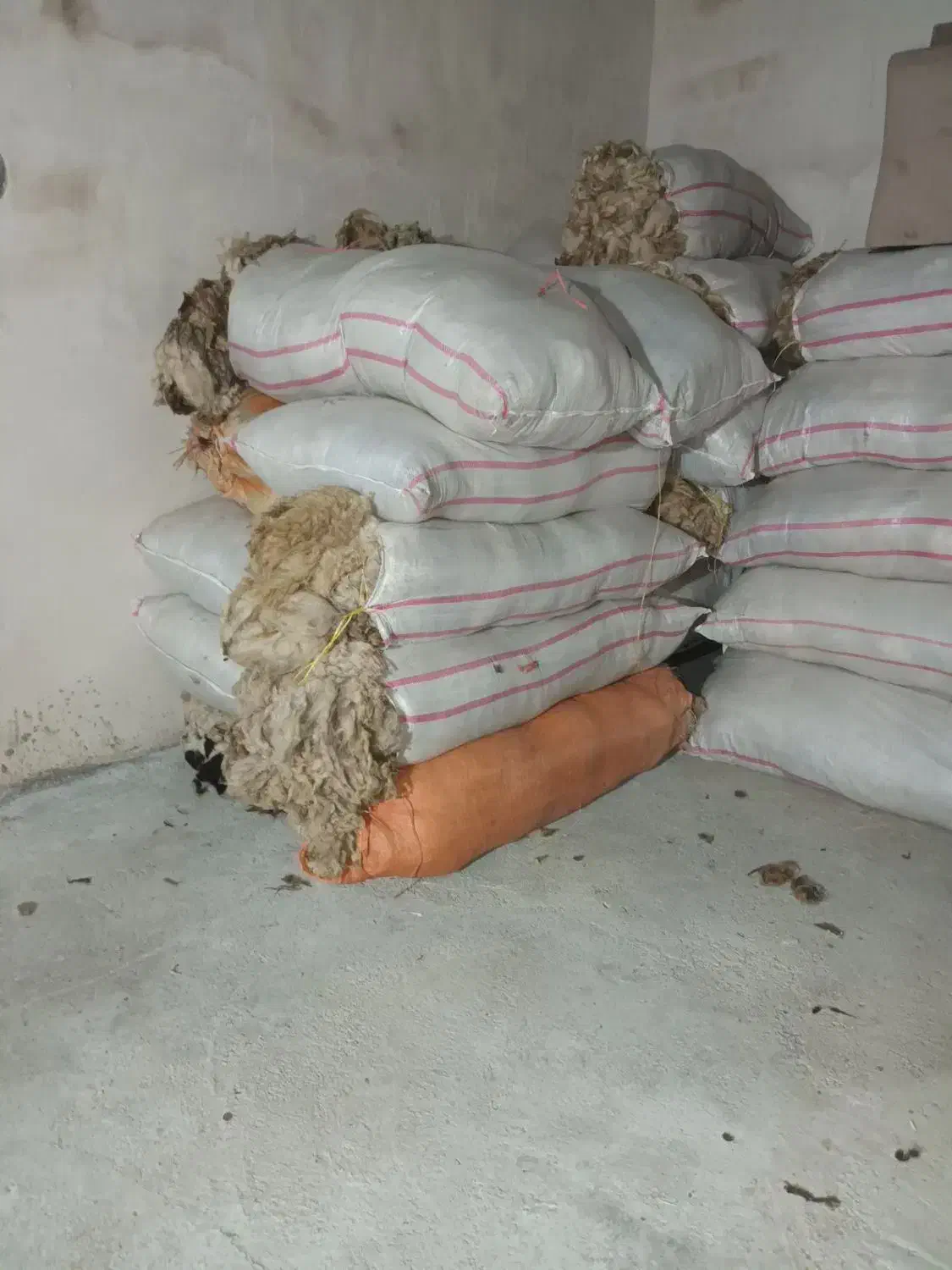 پشم گوسفند سفید اعلای گرمانشاه|رختخواب، بالش، پتو|تبریز, |دیوار