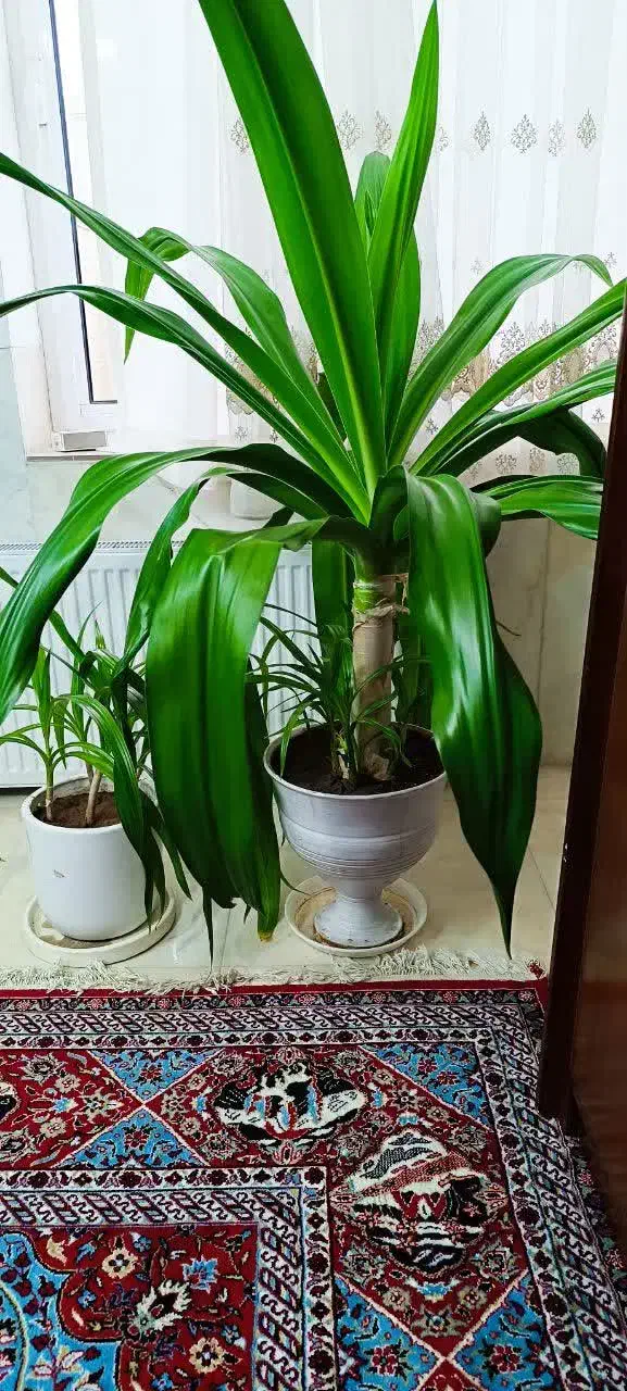 گلدان سوسن ۱۰ساله|گل و گیاه طبیعی|یزد, |دیوار