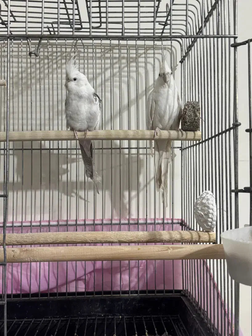 عروس هلندی آلبینو و دوکت|پرنده|رفسنجان, |دیوار