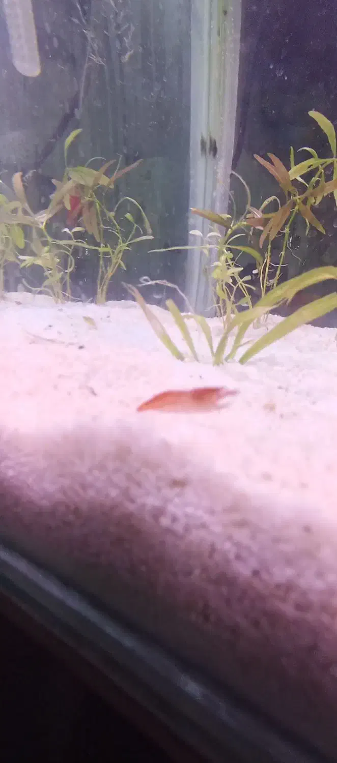 میگو رد چری|ماهی|پاکدشت, پاکدشت (مامازند)|دیوار