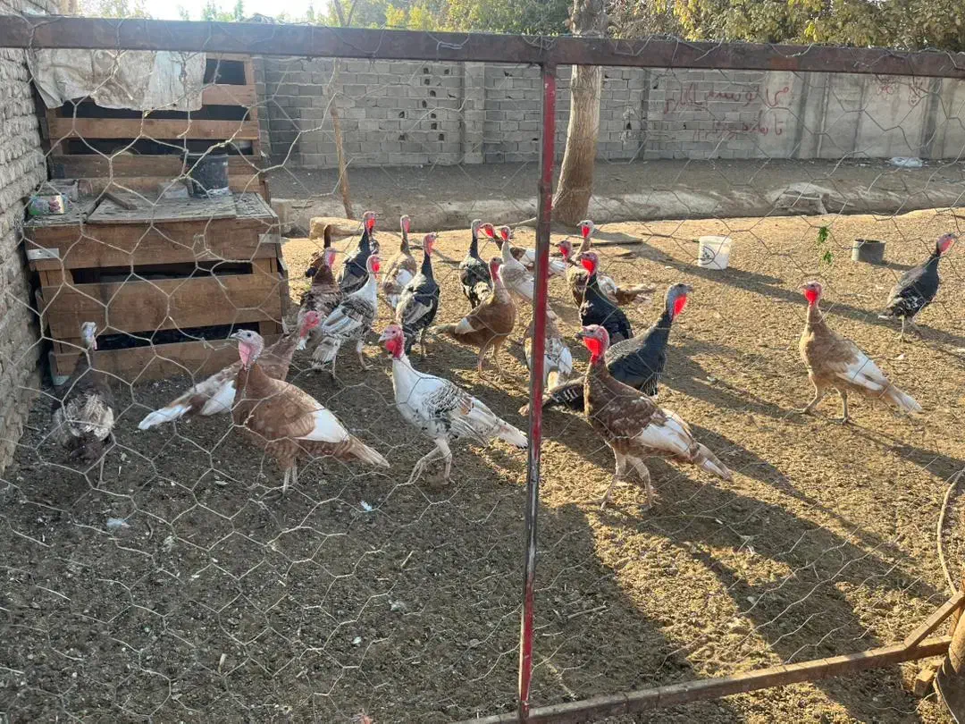 بوقلمون|حیوانات مزرعه|شهریار, شهرک بهاران (ویره)|دیوار