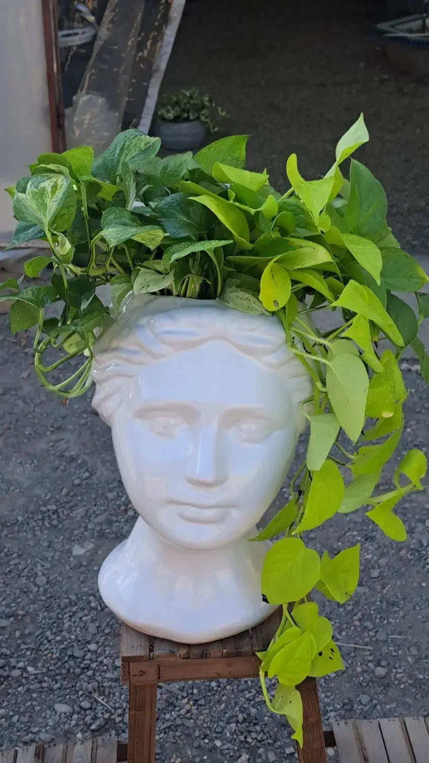 گل و گیاه تا ۴۰ درصد تخفیف|گل و گیاه طبیعی|مشهد, ولیعصر (شهرک غرب)|دیوار