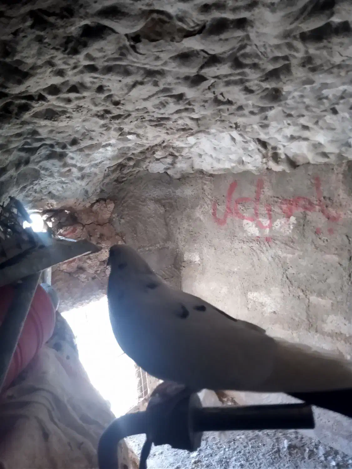 کفتر|پرنده|سرداران, |دیوار