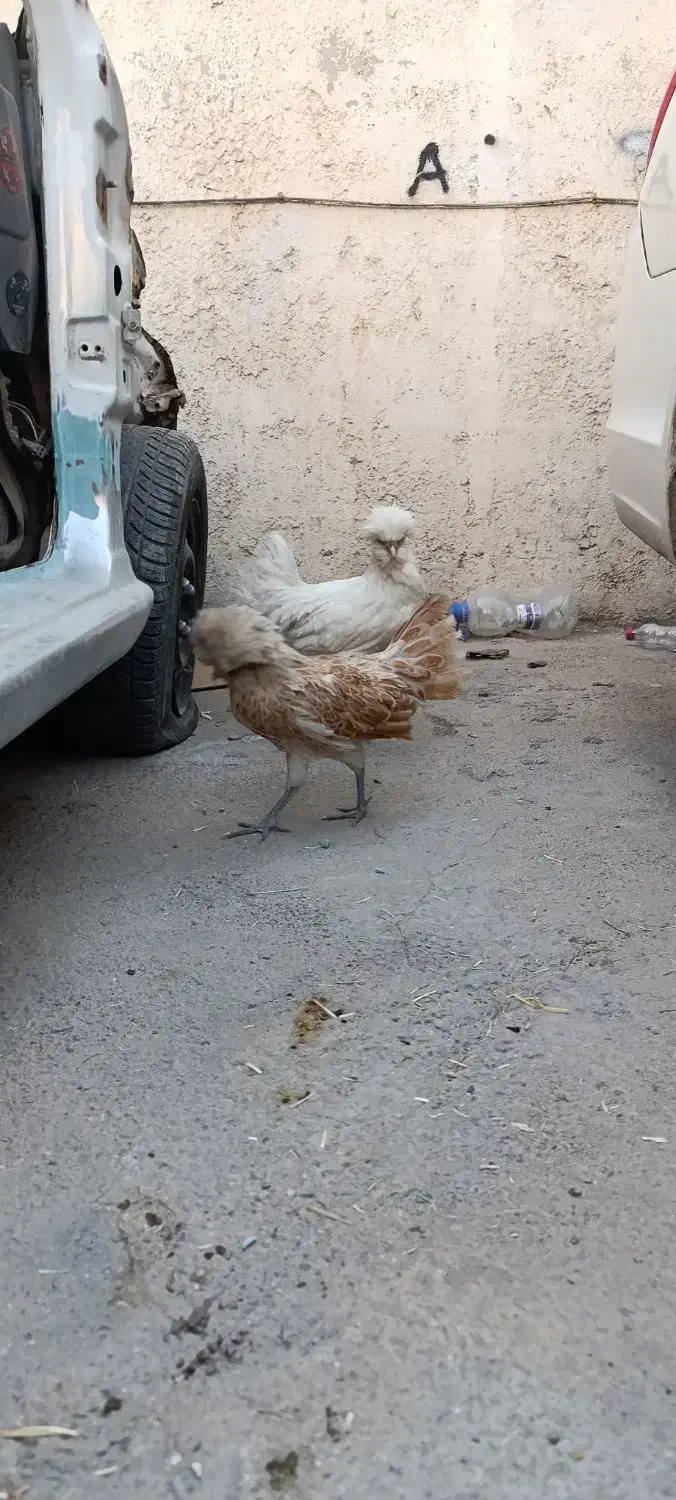 مرغ و خروس سلطان|حیوانات مزرعه|شیراز, گویم|دیوار