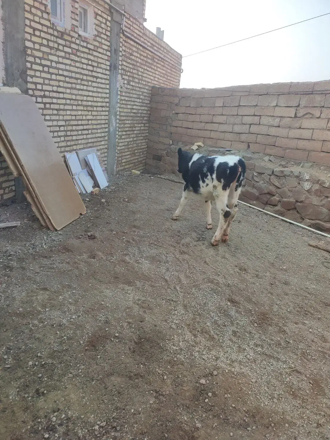 گوساله ماده|حیوانات مزرعه|سلماس, |دیوار