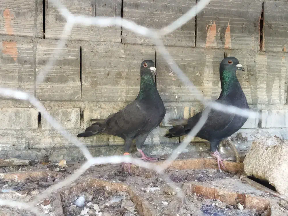 کبوتر|پرنده|دلند, |دیوار