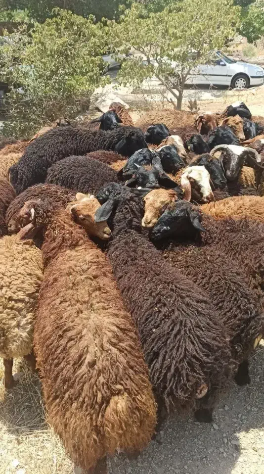 حراج گوسفند|حراج|قزوین, |دیوار