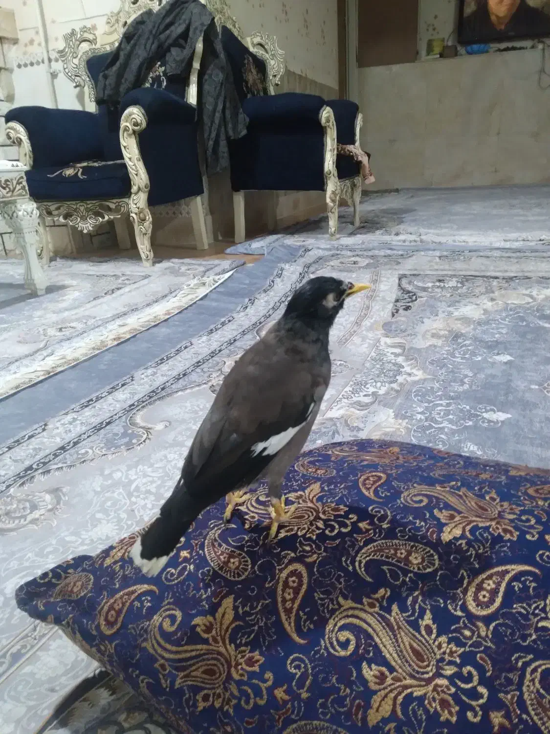 مرغ مینا نر جوان سخن گو|پرنده|گرگان, |دیوار